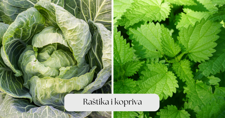Raštika i kopriva kao prehrambene namirnice i njihove dobrobiti ...